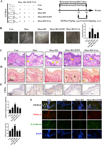 Figure 1 Erzhiwan reduced skin depigmentation in restraint stress- and monobenzone-treated mice. (A) The process of restraint stress- and monobenzone-induced depigmentation in mice and the treatments were shown. (B) Representative images of depigmentation in the dorsum were shown, and the depigmentation score in each group was evaluated (n=10). (C) H&E staining were conducted. The inflammatory infiltration was marked with yellow arrows (n=3). Scale bar=50 μm. (D) Masson-Fontana staining was carried out to observe melanin content. The melanin was stained with black. Scale bar=20 μm. (E) CD8α-positive expression was detected using an immunohistochemistry method (n=3). The expression was stained with brown. Scale bar=100 μm. (F) The immunofluorescence double staining was used to determine the co-localization of Melan-A (Red) and E-Cadherin (Green) with white arrows. Nuclei were stained with DAPI (Blue). Scale bar=50 μm. Data are expressed as mean ± SD, and compared with Con group at ** p < 0.01, and compared with Mon group at ## p < 0.01, and compared with Mon+RS group at ^^p < 0.01.