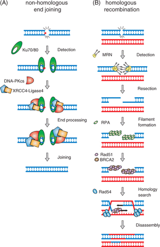 Figure 1. Double-strand break repair by NHEJ and HR. (A) Schematic of NHEJ-mediated DSB repair. DSB ends are recognised by the Ku70/80 heterodimer, resulting in the activation of DNA-PKcs and XRCC4/DNA ligase IV. Processing of DNA ends that cannot be directly ligated (represented by the red star) can be performed by nucleases (Artemis) and DNA polymerases, as well as polynucleotide kinase (not shown). (B) Schematic of HR-mediated DSB repair. DNA ends are organised by the Rad50/MRE11/NBS1 complex, converted by nucleolytic processing to RPA-coated single-strand DNA tails. Mediator proteins such as BRCA2 are involved in loading the core HR protein, Rad51, onto single-strand DNA generating a nucleoprotein filament capable of performing homology recognition on the template DNA. Rad54, another mediator processes Rad51-bound to double-strand DNA such that the intermediate can be handed off to a DNA polymerase to initiate DNA replication (represented by black arrows), which is as an obligatory subsequent step on the way to repair of the DSB.