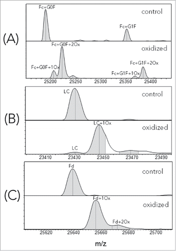 Figure 1. Deconvoluted LCMS spectra of reduced, control and oxidized infliximab. (A) Fc; (B) LC; (C) Fd.