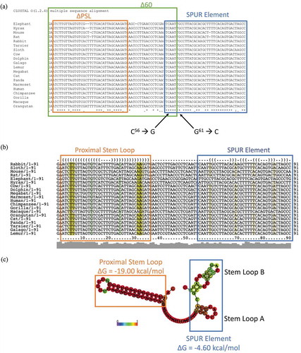 Figure 3. The proximal SelS 3′ UTR contains two conserved regions. a. The sequences of the first 91 nucleotides of SelS 3′ UTR from different mammals (Table S3) were analysed for nucleotide conservation by the ClustalOmega alignment program. Nucleotide positions with ‘*’ underneath have complete conservation across all species. Positions with ‘:’ have conservation between groups of strongly similar properties and positions marked with a ‘.’ have conservation between groups with weakly similar properties. The green box shows the first 60 nucleotides of the SelS 3′ UTR. The orange box shows the nucleotides that make up the PSL and the blue box encompasses the SPUR element. Nucleotides C56 and G61 were mutated to create the SPURdm. b. SelS 3′ UTR sequences were analysed for predicted structure using the RNAlifold program. The colour code indicates the number of base pair types found at each position: ochre-2, green-3, turquoise-4, blue-5, violet-6. Less saturated colours indicate that a base pair cannot be formed in some of the sequences. The orange box denotes the PSL and the blue box shows the SPUR element. c. The predicted consensus secondary structure of the first 91 nucleotides of the SelS 3′ UTR. Nucleotides shown in black circles indicate compensatory mutations within the sequences. The probability of a base pair is indicated on a scale from 0 (blue) to red (1) as shown in the colour bar. The PSL in orange has a highly conserved structure while the SPUR element (blue box) is made up of two smaller stem-loops. Free energies (ΔG) are shown for the PSL and the SPUR element.