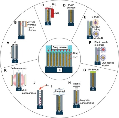 Figure 2 Strategies for controlling drug release from TNTs.Notes: (A) Controlling the nanotube diameters and length; (B) surface chemistry (hydrophobic, hydrophilic, charged); (C) tuning nanotube opening by plasma polymerization; (D) degradation of dip-coated polymer film closing nanotubes (PLGA or chitosan); (E) using drug nanocarriers (micelles) for multidrug delivery; (F) delayed/sequential drug release of drugs/drug carriers. External field triggered drug release using (G) temperature, (H) magnetic field, (I) ultrasound, (J) light, and (K) radiofrequency with gold nanoparticles. Only single nanotube structure is shown to present an array of TNTs.Abbreviations: APTES, 3-aminopropyl triethoxysilane; PLGA, poly (lactic-co-glycolic acid); TNT, TiO2 nanotube; d, diameter; l, length; 2-phos, 2-carboxyethyl-phosphonic acid; 16-phos, 16-phosphono-hexadecanoic acid; PFPTES, penta-fluorophenyldimethylchlorosilan; PNIPAAm, poly (N-isopropylacrylamide).