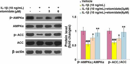 Figure 7. Etomidate ameliorates IL-1β- induced inactivation of AMPKα against IL-1β. Cells were incubated with IL-1β (10 ng/mL) in the presence or absence of 3 and 6 μM etomidate. Phosphorylated AMPKα and phosphorylated ACC were measured using Western blot analysis (###P < 0.005 vs. vehicle group; *, **P < 0.05, 0.01 vs. IL-1β group).