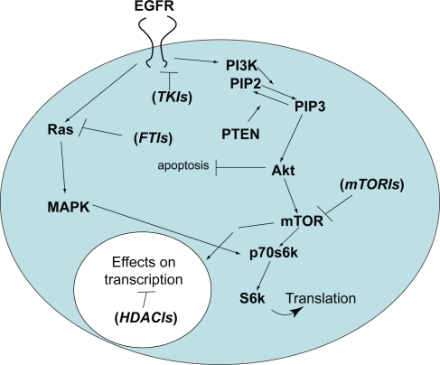 Figure 1 Simplified diagram of the two major pathways affected by EGFR-mediated signaling in malignant glioma cells. The PI3 kinase pathway is shown on the right and the Ras/Map kinase pathway on the left. Following EGFR activation, a series of sequential phosphorylation events result in cell proliferation and survival through increased transcription and translation of key proteins while inhibiting pro-apoptotic pathways. Agents that target key points in the pathway that are discussed in the text are shown in parentheses at their respective sites of action.