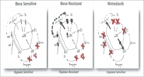 Figure 1. Anti-VEGF vs Multi-angiokinase inhibition of CRC. Bevacizumab sensitive (left) and resistance (middle) responses are depicted, together with Nintedanib effects (right) on CRC tumor cells and vasculature. Resistance pathways (black); inhibited pathways (red).