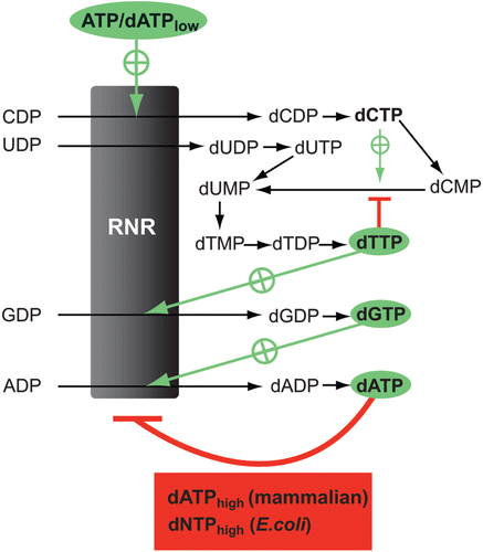 Figure 3.  Overview of the allosteric regulation of de novo dNTP synthesis. RNR is regulated by four different allosteric effectors (highlighted) and has both a specificity regulation that determines what substrate to reduce (arrows pointed towards RNR) and an overall activity regulation that can turn the enzyme off when there is no need to synthesize more dNTPs (bottom box). Also included in the scheme is dCMP deaminase, which controls the concentration ratio between dCTP and dTTP (the organisms with dCTP deaminase have a similar regulation). Recently, it has been realized that Nature has chosen two different strategies to achieve the overall regulation (bottom box). The E. coli enzyme is turned off by high dNTP/ATP ratios (dNTP = dATP, dTTP or dGTP), whereas the mammalian enzyme can only be turned off by high dATP/ATP ratios.