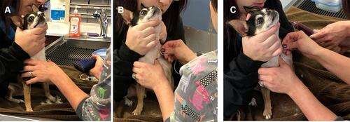 Figure 2 Blood draw process from canine patients. (A) Blood draw sites were prepared by clipping area over the jugular vein and then the skin was aseptically cleaned. (B) The needle was inserted into the jugular vein and the syringe was slowly pulled back to check for a flash of blood to confirm needle placement. (C) The blood was slowly drawn while rocking syringe to ensure mixture of blood and anti-coagulant.