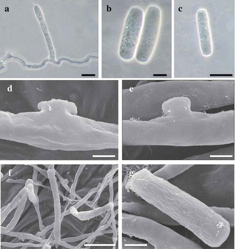 Fig. 2 (Colour online) Structures of Erysiphe eschscholziae on Eschscholzia californica observed using light microscopy (a–c) and scanning electron microscopy (d–g). a, Conidiophore with single conidium. b–c, Conidia. d–e, Hyphal appressoria. f, Conidiophore with single conidium. g, Conidia with ‘angular/rectangular’ wrinkling pattern. Scale bars (a, c) = 20 μm; (b, g) = 10 μm; (d, e) = 5 μm; (f) = 50 μm.