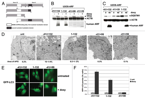 Figure 5. A conserved region in the C terminus of ARF is required for autophagy in both human and mouse. (A) Schematic representation of deletion mutants of human ARF p14ARF (ARF) that were cloned into the U2OS/Tet-On-inducible cell line (U2OS-TREx). To keep the numbering of human ARF consistent with other studies, the extended transcript is denoted −41/+132. (B) Protein levels of ARF deletion mutants, and level of TP53 induced by each mutant, in inducible cells following 24 h in doxycycline (doxy, 0.1 µg/mL). Note that the monoclonal antibody that is used to detect ARF in the left two samples (−41/+132 and 1–132) does not recognize the −41/+99 and −41/+59 deletion mutants; therefore, for the right two samples (−41/+99 and −41/+59), a different antibody, which maps to the N-terminus of ARF, was used (Abcam, Ab14930). (C) Western blot analysis of SQSTM1 in U2OS cells following induction of full-length ARF (−41/+132), the −41/+59 mutant, and the 1 to 132 protein. Actin (ACTB) is indicated as a loading control. Note that the −41/+59 mutant lacks the epitope detected by the Sigma ARF antibody. (D) Electron microscopy of U2OS-ARF cells untreated or treated with doxycycline (0.1 µg/mL) for 48 h. The average and standard deviation of the area of autophagosomes (APG), calculated with ImageJ software, is indicated on the bottom. The results were consistent in three independent experiments, using two clones for each mutant. Scale bar: 500 nm. (E) U2OS-ARF cells were transiently transfected with GFP-LC3 plasmid for 24 h and untreated or treated with doxycycline for 48 h (0.1 µg/mL), and then analyzed by confocal microscopy. Cytoplasmic GFP-LC3 vesicles were detectable in full-length (−41/+132) ARF cells and for the 1 to 132 version, but not in cells expressing the −41/+99 deletion mutant. (F) The percentage of cells with four or more GFP-LC3 vacuoles in (E) was quantified in three independent experiments; error bars mark standard error.