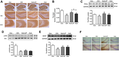 Figure 8 The PKAα/Erk/CREB/BDNF signal pathway expression in the hippocampus tissue. (A) The immunohistochemical staining of MAP2 protein (Scale bar = 25 µm). (B) The mean density of MAP2 protein as shown in panel A (n = 3). (C) The expression of PKAα protein (n = 6). (D) The ratio of p-Erk/Erk (n = 4). (E) The expression of BDNF proteins (n = 6). (F) The immunohistochemical staining of p-CREB protein (Scale bar = 25 µm, n = 3). The results are presented as the mean ± SEM. Normal control group (Con), chronic intermittent hypoxia group (CIH), Huperzine A-Liposomes group (HuA-LIP), Huperzine A group (HuA). *p < 0.05, **p < 0.01 vs Con group. #p < 0.05 vs CIH group. $p < 0.05 vs HuA-LIP group.