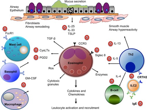Figure 1 Schematic of eosinophils in airway inflammation and therapeutic targets. In response to allergens, viruses, or mucosal injury, airway epithelial cells produce cytokines, including IL-25, IL-33, and TSLP, which promote differentiation of Th2 cells, as well as activation of mast cells, macrophages, and type 2 innate lymphoid cells. IL-4 and IL-13 produced by Th2 and other cells results in eotaxin production, B-cell IgE class switching, airway hyperresponsiveness, and mucus secretion. IL-5 stimulates bone marrow eosinophil generation, and mediates recruitment, activation, and survival of eosinophils. GM-CSF produced by alveolar macrophages and eosinophils contributes to maturation and survival of eosinophils. Eosinophils release major basic protein, ROS, and enzymes, as well as Th2 cytokines and inflammatory lipid mediators including cysteinyl leukotrienes and prostaglandin D2. These products result in recruitment and activation of immune and structural cells. Further, production of Th2 cytokines and growth factors, such as TGF-β, contribute to features of airway remodeling in chronic asthma. A number of therapeutic targets (depicted by bullseyes) have been identified for eosinophilic asthma and are currently under investigation.