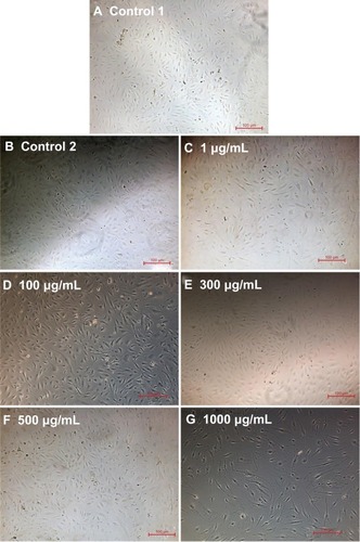 Figure 8 Phase contrast images of endothelial cells for the different doses of L-ascorbic acid (A–G)(scale bar indicates 100 μm).