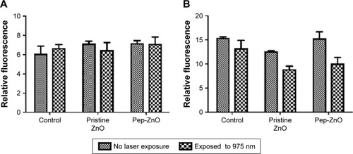 Figure 5 Changes in reactive oxygen species (ROS) levels in (A) MCF-7, and (B) U87MG cells following exposure to pristine and peptide-functionalized ZnO NPs at 25 µg/mL for 10 h.