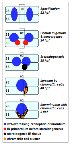 Figure 2 Early morphogenetic processes in the interrenal development of zebrafish. The parallel migrations of interrenal tissue, pronephros and chromaffin cells in this diagram are depicted based on the results of references Citation18, Citation20 and Citation39. The panels represent dorsal views of embryos, at the indicated stages, oriented with anterior to the top. Through the sequential stages of interrenal specification, migration, steroidogenesis and chromaffin cell invasion, an assembled interrenal organ is evident by 3 dpf. NC, notochord; 2S and 3S, the second and third somite, respectively.