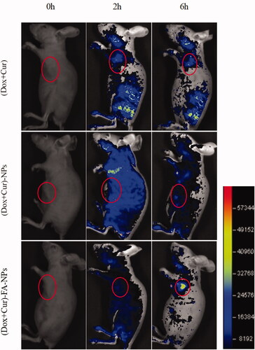 Figure 11. Biodistribution imaging of the whole body after IV injections with different drug formulations.
