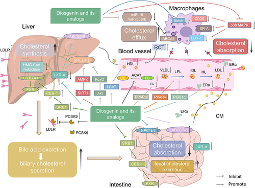 Figure 2 Mechanism of diosgenin and its analogs in lipid metabolism. Diosgenin and its analogs can affect plasma cholesterol, triglyceride, and fatty acid levels by inhibiting SREBPs and its downstream proteins related to lipid metabolism via regulation of SIRT1/AMPK signaling pathway, Akt/FoxO signaling pathway, LXR signaling pathway and inhibiting lipid metabolism enzymes (LPL, PL, HL). In addition, PPAR signaling pathway and PGC1α/ ERα signaling pathway also play important roles in plasma lipid metabolism. Diosgenin and its analogs can also inhibit hepatic cholesterol synthesis by inhibiting HMG-CoA reductase and increase HDL by improving LCAT. Among these analogs, tomatidine can inhibit cholesterol esterification by inhibiting ACAT, thereby reducing serum LDL and cholesterol esters. During local plaque cholesterol metabolism, diosgenin and its analogs also inhibit foam cell formation by inhibiting Notch signaling pathway and inhibit cholesterol intake by regulating scavenger receptors (SR-A, CD36 and LOX-1) via inhibition of p38 MAPK and promote cholesterol efflux mediated by ABCA1 via inhibition of the expression of miR-19/miR-33a/b. Diosgenin and its analogs can also promote the excretion of liver cholesterol, inhibit the absorption of intestinal cholesterol by promoting the expression of ABCG 5/8 and inhibiting the expression of NPC1L1 in the liver and intestine. In addition, diosgenin can promote the CES-1/SRB1/ CYP7A1/ FXR signaling pathway in the liver, which promote the transformation of cholesterol into bile acids and excretion from feces, and can also decrease CES-1, SRB1 and FXR in the intestine, which inhibits cholesterol absorption. At the same time, MPD and PD promote the up-regulation of LDLR and the transport of circulating cholesterol to the liver by inhibiting PCSK9.