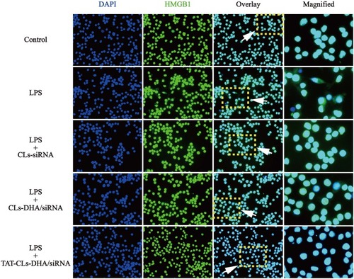 Figure 10 Effect of different formulations, including CLs-siRNA, CLs-DHA/siRNA and TAT-CLs-DHA/siRNA liposomes on nuclear translocation of HMGB1 in RAW264.7 cells. Intracellular HMGB1 was visualized with green immunofluorescent FITC-staining.