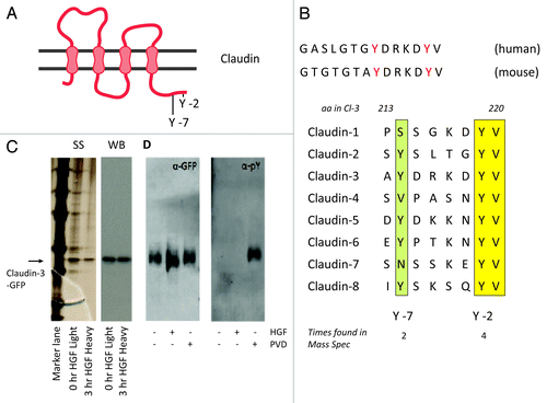 Figure 5. Short-term HGF signaling does not lead to a differential phosphorylation of C-terminal tyrosines in Claudin-3. (A) Schematic overview of several epithelially expressed Claudins. The two tyrosines indicated are involved in regulation of Claudin-3 trafficking to cell-cell junctions by HGF (B) Two tyrosines in the C-terminal tail are are conserved among species and among different Claudins. (C) Immunoprecipitation of Claudin-3-EGFP from MDCK cells labeled with either heavy or light SILAC isotopes for 3 passages. Shown are the silverstain (SS) and western blot probed with anti-GFP (WB). (D) western blot of immunoprecipitated Claudin-3-EGFP from MDCK cells, untreated or treated with HGF or pervanadate as indicated and probed with anti-GFP or anti-pY. Pervanadate was added to the lysis buffer in all samples to prevent misleading post-lysis dephosphorylation events.