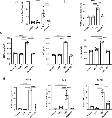 Figure 6 CAP can alleviate inflammation in mice with LPS-induced ALI. (a) The total protein concentrations in mouse BALF were measured using a BCA assay kit. (b) The lung dry/wet weight ratios of mice. (c) ELISA was used to measure the levels of the inflammatory factors TNF-α, IL-6, and IL-1β in mouse serum. (d) qRT‒PCR was used to determine the expression levels of the inflammatory genes TNF-α, IL-6, and IL-1β in the lung tissue in each group of mice. (n=3~6) ***P < 0.001, ****P < 0.0001.