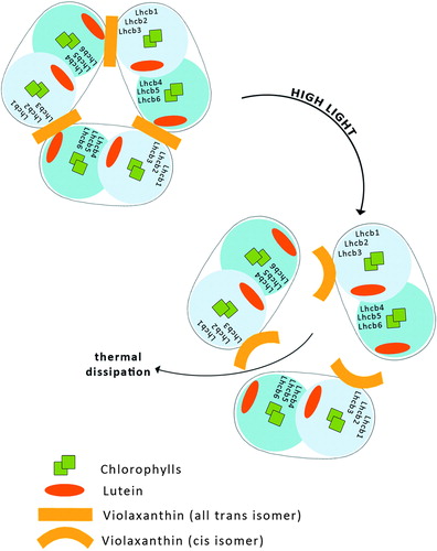 Figure 5. Model of light-induced transformation of the antenna complex LHCII. Illumination in physiological conditions results in Vx all-trans to Vx cis isomerisation, which causes dissociation of LHCII trimers to monomers, resulting in increased thermal energy dissipation.