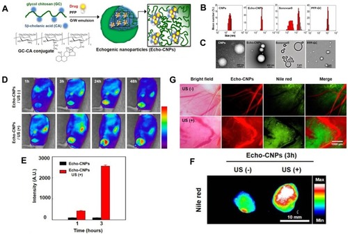 Figure 7 (A) Schematic illustration of drug-loaded and echogenic chitosan-based nanoparticles (Echo-CNPs). Size distribution (B) and TEM images (C) of Echo-CNPs compared with CNPs, Sonovue®, and PFP-GC. (D) In vivo biodistribution of fluorescent FlammaTM labeled Echo-CNPs after 1 h, 3 h, 24 h, and 48 h post-tail vein injection with or without US irradiation. (E) Fluorescent intensities on the target tumor tissue after 1 h and 3 h post-injection with or without US treatment. (F) In vitro fluorescence imaging of the excised tumor tissues with or without US treatment. (G) Real-time dynamic drug release process visualized by OV-100 micro-vessel imaging system in tumor tissue after 10 min tail vein injection, and subsequently exposed to US destruction mode for 5 min. Adapted from Min HS, You DG, Son S, et al. Echogenic Glycol Chitosan Nanoparticles for Ultrasound-Triggered Cancer Theranostics. Theranostics. 2015;5(12):1402–1418. Copyright 2015 Ivyspring International Publisher (https://creativecommons.org/licenses/by-nc/4.0/legalcode).Citation64