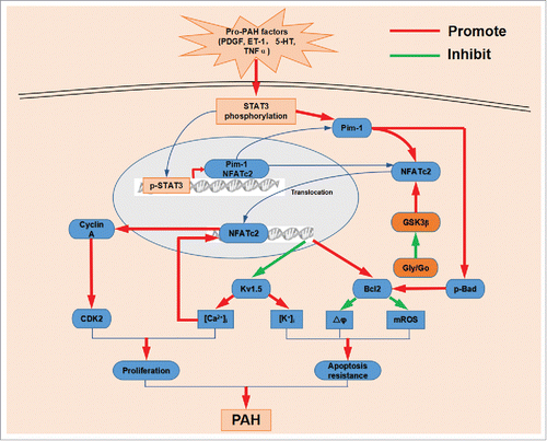 Figure 1. The mechanisms of NFATc2 promote PAH. Pro-PAH factors increase STAT3 phosphorylation. Then phosphorylated STAT3 translocates into nucleus and increases NFATc2 and Pim-1 expression. Pim-1 triggers NFATc2 dephosphorylation and nuclear translocation and Bad phosphorylation, which inhibits kv1.5 expression and promotes Bcl2 expression. Aerobic glycolysis inhibits GSK3β activation, which increases the nuclear localization of NFATc2. downregulation of kv1.5 results in increase of [Ca2+]i and [K+]i. Upregulated Bcl2 hyperpolarizes mitochondrial membrane potential(ΔΨm) and lowers mitochondrial ROS. Meantime, NFATc2 binding with DNA also enhances cyclin A expression and in turn promotes CDK2 activation. CDK2 activation and [Ca2+]i increase results in PASMC proliferation. Elevated [K+]i together with decreased ΔΨm and mROS inhibits PASMC apoptosis. Finally, the hyperproliferative and anti-apoptotic diathesis within the resistance pulmonary arterial wall lead to vascular remodeling and a progressive increase in pulmonary vascular resistance.