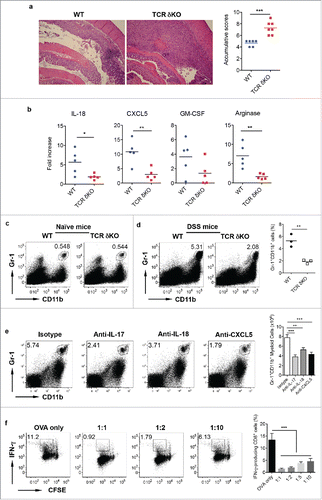 Figure 2. γδ T cells play a protective role in DSS-induced colitis. (A) WT and TCR δKO mice were treated with DSS water for 7 d. Colon tissues were collected for histological examination. Representative slides and accumulative scores are shown. (B) Colon tissues were put into Trizol and RNAs were extracted. The mRNA expression levels of IL-18, CXCL5, GM-CSF, and Arginase were measured by real-time PCR analysis. (C) Single cell suspensions from LPL of naïve WT and TCR δ KO mice were stained with CD11b and Gr-1 mAbs. (D) Single cell suspensions from LPLs of WT and TCR δ KO mice treated with DSS for 7 d were stained with CD11b and Gr-1 mAbs. Representative dot plots and summarized frequencies of Gr-1+CD11b+ cells are shown. (E) Groups of WT mice (n = 5) were treated with anti-IL-17, anti-IL-18, anti-CXCL5 mAb or isotype control mAb at days −2, 0, 2, and 5. Mice were fed with DSS water on day 0 for 7 d and then killed. LPLs were stained with Gr-1 and CD11b mAbs with viability dye. Representative dot plots and absolute numbers from each group are shown. (F) Splenocytes from OT-1 mice were labeled with CFSE and then co-cultured with Gr-1+CD11b+ cells sorted from LPL of DSS-treated WT mice at indicated ratios in the presence of OVA for 3 d. Cells were stimulated with PMA+ionomycin and intracellular IFNγ staining was performed. Cells were gated on CD8+ cells. Representative dot plots and summarized IFNγ-producing CD8 T cells are shown. *p < 0.05, **p < 0.01, ***p < 0.001.