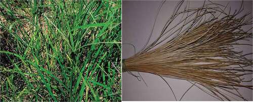 Figure 1. Eleusine Indica grass and extracted fibers.