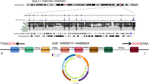 Figure 1 The schematic diagram showing the genomic locus of circ_0130911 in the UTRN gene. Structure patterns of circ_0130911 based on the CSCD database.