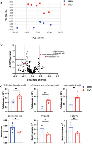 Figure 5.  Oral gavage of periodontitis-associated oral microbiota and health-associated oral microbiota have distinct effects on serum metabolomic profile (n = 6/group). (A) Principal component analysis (PCA) of serum metabolites from periodontitis-associated oral microbiota-administered (PAO) and health-associated oral microbiota-administered (HAO) mice. (B) Volcano plot showing individual metabolites of PAO and HAO mice. Red plots represent significantly different metabolites (fold change of > 1.5 and P < 0.05). (C) Pairwise comparisons of significantly changed metabolites between PAO and HAO mice. Data were expressed as mean relative area ± SEM; * P < 0.05, ** P < 0.01, Mann–Whitney U-test. (D) Heatmap showing the correlation expression between 30 differential metabolites and the amplicon sequence variants. The correlation analyses were based on the Spearman correlation coefficient test. * P < 0.05, ** P < 0.01, *** P < 0.001.