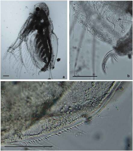 Figure 5. Diaphanosoma cf. lacustris from Vistula Lagoon. Specimen selected for the genetic analysis – haplotype H27. General view of the body (a), postabdominal claw (b), and armament of postero-ventral valve margins (c). Scale bars are 100 μm (a and b) and 50 μm (c).