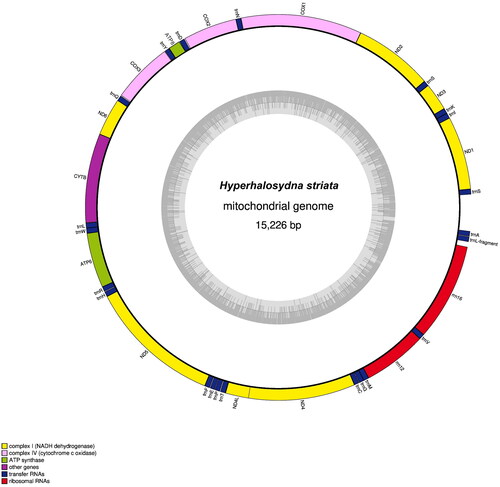Figure 2. Schematic map of overall features of the H. striata mitochondrial genome.