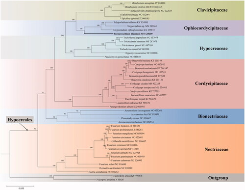 Figure 1. Phylogenetic analysis of 47 taxa in Sordariomycetes based on 14 concatenated mitochondrial protein-coding genes (PCGs). The 14 PCGs include subunits of the respiratory chain complexes (cob, cox1, cox2, cox3), ATPase subunits (atp6, atp8, atp9), NADH: quinone reductase subunits (nad1, nad2, nad3, nad4, nad4L, nad5, nad6). The phylogenetic tree is built by Bayesian inference (BI) and posterior probabilities are shown above internodes.