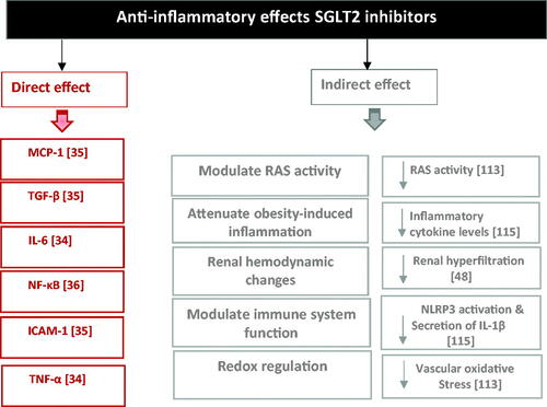 Figure 1. Summary of reported effects of SGLT-2 inhibitors on inflammatory responses. Abbreviations. IL-1 β, interleukin 1β; IL-6, interleukin 6; MCP‐1, monocyte chemoattractant protein-1; NF‐κB, Nuclear factor κB; NLRP3, NLR family; pyrin domain-containing 3; Nox4, NADH oxidase isoform; RAS, renin-angiotensin system; TGF‐β, transforming growth factor-beta.