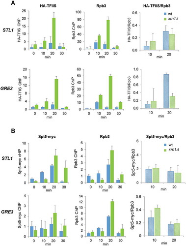 Figure 8. Deletion of XRN1 causes high levels of TFIIS and Spt5 recruitment to elongating RNAPII in genes upregulated by osmotic stress. (A) Parallel increase in TFIIS and Rpb3 recruitment at osmotic stress-upregulated STL1 and GRE3 in an xrn1Δ mutant. (B) The amount of Spt5/Rpb3 found at osmotic stress-upregulated STL1 and GRE3 is not changed in an xrn1Δ mutant. (A, B) Binding of HA-TFIIS or Spt5-myc (left panels) and Rpb3 (middle panels) and HA-TFIIS (or Spt5-myc)/Rpb3 ratio (right panels) on STL1 (upper panels) and GRE3 (lower panels) ORFs were analysed by chromatin immunoprecipitation (ChIP) in wild-type (wt) cells and xrn1Δ mutant cells. Cells were treated with 0.6 M KCl for the indicated time. ChIP data were calculated and normalized as described in Figure 5. Mean and standard deviation from three independent experiments are shown