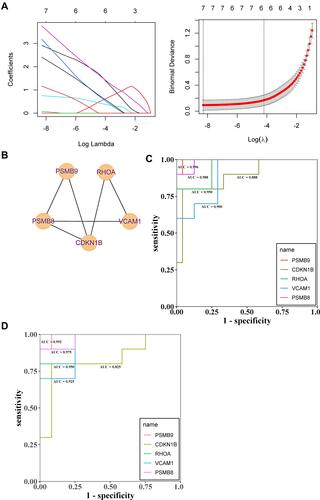 Figure 8 (A and B) Lasso regression analysis to screen the better genes for differential gene diagnosis of DN; (C) GSE30122 data set based on the further diagnostic accuracy of the gene for tubular hypoxia in patients with DN after screening by LASSO regression. (D) GSE96804 data set based on the further diagnostic accuracy of the gene for tubular hypoxia in patients with DN after screening by LASSO regression.