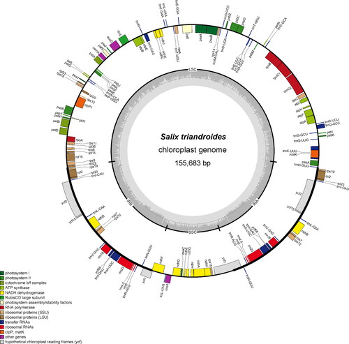 Figure 1. Circular map of the chloroplast genome of S. triandroides. Genes belonging to different functional groups are highlighted in different colours. Genes on the outside of the circle are transcribed counter-clockwise, while genes on the inside are transcribed clockwise. The darker grey in the inner circle corresponds to GC content, and the lighter grey corresponds to AT content.