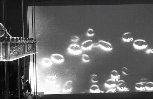 (right) Microbial Keywording, Ars Electronica, Linz, 2019. Blob Detection determines Replication– Apoptosis Ratio after Exposition. © Spiess & Strecker