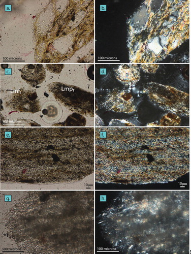 Figure 4. Sand photomicrographs under plane-polarised light on left, with polars crossed on right: In A, and B, a metasiltstone lithic fragment (Lmf1.0; after Garzanti and Vezzoli Citation2003) from the Buller Terrane stream sand (sample NZ-13-13) exhibits rough cleavage, with sand-sized quartz grains in a matrix of micas aligned around larger grains. In C, and D, Takaka Terrane fine-grained stream sand shows metasiltstone (Lmp1.0) and metasiltstone (Lmf1.0) fragments. In E, and F, a slate lithic fragment (Lmp1.0) from the Buller Terrane stream sand shows rough cleavage and a brown matrix. In G, and H, a slate lithic fragment (Lmp1.5) from the Caples Terrane (sample NZ-13-25) has rough cleavage and brownish pumpellyite-aggregate recrystallization of the matrix.