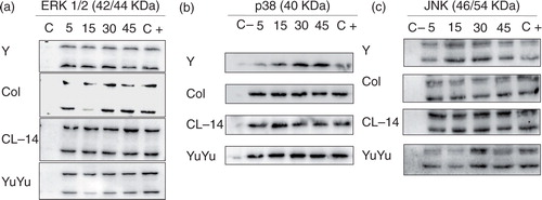 Fig. 8.  Trypanosoma cruzi EVs equally activate MAPKs (ERK 1/2, p38 and JNK) from J774.1 macrophages. Cells were stimulated with EVs (5 µg/mL) at different time points (5, 15, 30 and 45 min). Dually phosphorylated MAPKs were detected by western blot: (a) ERK 1/2, (b) p38 and (c) JNK. C-, negative control (medium); C+, positive control (LPS from E. coli) (100 ng/mL).