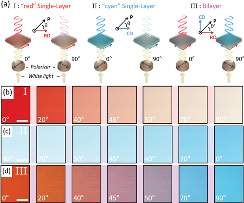 Figure 3. (a) Schematic illustration of the polarization dependency of the single-layer dichroic dye-doped LC films and the BDLC film. Optical microscope images of the transmission color change of the (b) ‘red’ single-layer film, (c) ‘cyan’ single-layer film, and (d) BDLC film, when θ was varied. Scale bar = 100 μm.