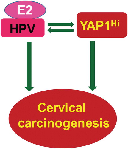 Figure 1. Synergism between YAP1 and HPV oncoproteins plays a central role in cervical carcinogenesis. Research results generated from our in vitro and in vivo experimental models and data derived from multi-dimensional cancer genetic/genomic analyses of TCGA database suggest that the disruption of the Hippo signaling pathway and the subsequent hyperactivation of YAP1 is sufficient to induce invasive cervical cancer, implying that HPV is not necessary for cervical cancer development. However, HPV synergizes with YAP1 to drive the initiation and progression of cervical carcinogenesis. YAP1, via upregulating the putative HPV receptor molecules and suppressing host cell innate immunity, facilitates HPV infection (and potentially the establishment of persistent HPV infection). HPV oncoproteins, in turn, suppress the Hippo pathway and stabilize YAP1 protein to promote the oncogenic action of YAP1. Although HPV alone is insufficient to induce cervical cancer, it is worth noting that a combination of HPV and high-level of 17β-estradiol is able to induce the development of cervical cancer.Citation6,Citation7