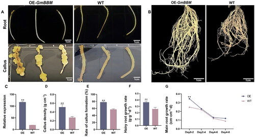 Figure 6. Effects of GmBBM7 overexpression on the growth and development of soybean callus and root. (A) The left panels are the roots and calli of hairy roots overexpressing GmBBM7 (OE), and the right panels are the roots and calli of wild-type (WT) hairy roots; (B) the left panel shows hairy roots overexpressing GmBBM7 and the right panel shows WT hairy roots, both cultured for 8 days from the second day of rooting; (C) the relative expression levels of GmBBM7 in OE and WT hairy roots (hairy roots cultured to 8d from OE and WT materials); (D) callus density in OE and WT hairy roots (Calli were cultured with OE and WT materials for 45 days). the ordinate is callus density (g cm−3); (E) Callus formation rate in OE and WT hairy roots (Calli were cultured with OE and WT materials for 45 days). the ordinate is the callus formation rate (%); (F) growth rate of OE and WT hairy roots (hairy roots cultured to 8d from OE and WT materials). the ordinate is the growth rate of hairy roots (g·g−1 d−1); (G) the growth rate of the tap root of OE and WT hairy roots. The abscissa is the number of days (0–2, 2–4, 4–6, and 6–8 days). the vertical axis is the growth rate of tap root of hairy roots (cm cm−1 d−1) (**p < 0.01).