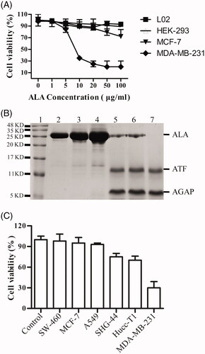 Figure 4. Tumor-selective activation of ALA. (A) The growth curves of different cell types treated by ALA. The human breast cancer cell lines MDA-MB-231 and MCF-7, human embryonic kidney cell line HEK-293 and normal human liver cell line L02 were treated with the indicated concentrations of ALA for 48 h, and then, the cell viability was measured by MTT assay. (B) 16%Tris-tricine SDS-PAGE analysis of the ALA cleavage and release of AGAP. Lane 1, protein molecular weight marker; Lane 2-4, 5 ug/ml, 10 ug/ml and 20 ug/ml ALA added to HEK-293 cell culture medium for 24 h; Lane 5-7, 5 ug/ml ALA incubated with MDA-MB-231 cell culture medium for 12 h, 24 h and 36 h, respectively. (C) The inhibition effects of ALA on different cancer cells. Cells were treated with 10 ug/ml ALA for 48 h, and then, the cell viability was measured by MTT assay.