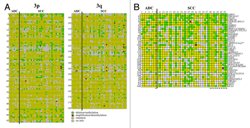 Figure 2. Hybridization pattern of DNA from cervical cancer samples on NotI-microarrays. (A) Vertically—180 NotI-sites arranged according their localization on chromosome 3 (from 3p26.2 to 3p11.1 and from 3q11.2 to 3q29). Horizontally—48 cervical cancer samples (9 ADC and 39 SCC). (B) Vertically—41 NotI-sites arranged by methylation/deletion frequency (from 44% to 15%). Numbers correspond to numbers from Figure 2A. *Samples from patients with lymph node metastases.