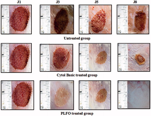 Figure 1. Digital photographs of the wound surfaces in each group on 1st, 3rd, 5th and 8th days. A, B and C laser wounds treated with saline solution with 6.81%, 15.45% and 32.27% wound closure on 3rd, 5th and 8th days, respectively. D, E and F laser wound treated with ‘CYTOL BASIC®’ with 9.11%, 20% and 61.36% wound closure on 3rd, 5th and 8th days, respectively. G, H and I laser wound treated with PLFO with 41.81%, 60% and 100% wound closure on 3rd, 5th and 8th days, respectively.