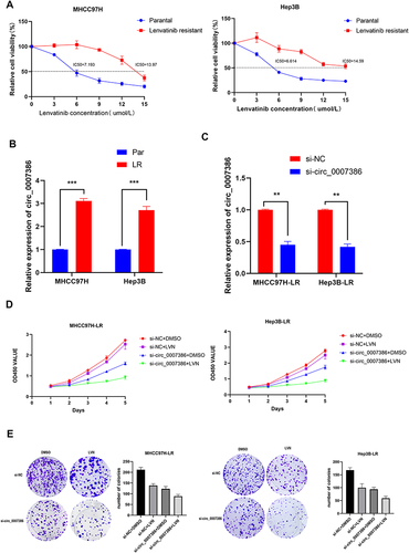 Figure 8 Knockdown of circ_0007386 inhibited lenvatinib resistance of HCC cells. (A) Cells were treated with lenvatinib for 48 hours, and their cell survival curves and IC50 were calculated by CCK-8 assay. (B) The level of circ_0007386 in the two lenvatinib-resistant HCC cell lines was measured by qRT-PCR. (C) The knockdown efficiency of circ_0007386 in the two lenvatinib-resistant HCC cell lines was measured by qRT-PCR.(D–E) The CCK-8 and colony formation assays were used to assess the effect of circ_0007386 knockdown on lenvatinib resistance. Data were all showed as mean ± SD; ns indicated no significance, **p < 0.01, ***p < 0.001.