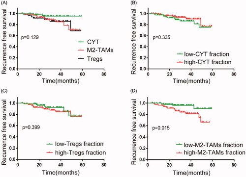 Figure 3. Association between three subtypes and prognosis in PCa in TCGA cohort. (A) Kaplan-Meier analysis of immune subtypes based on five-year recurrence free survival in TCGA cohort. p Value was calculated by the log-rank test among subtypes. (B–D) Kaplan-Meier analyses of tumours stratified by cytolytic activity, M2-TAMs, and Tregs infiltration score. p Value was calculated by the log-rank test.