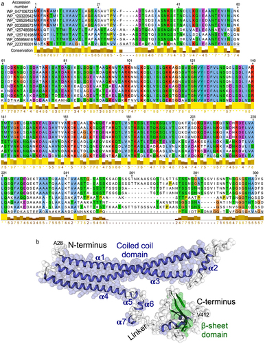 Figure 1. Multiple sequencing alignment and three-dimensional structure of p40. (a) multiple sequencing alignment of p40 N-terminal 1–302 residues was performed using MEGA 11. Structural homology was found among Lacticaseibacillus genus. WP_047106723.1: LGG (p40 sequence); WP_129320542.1: lacticaseibacillus chiayiensis, WP_128529452.1: Lacticaseibacillus paracasei; WP_003589573.1: Lacticaseibacillus paracasei; WP_125748689.1: lacticaseibacillus baoqingensis, WP_125710198.1: Lacticaseibacillus porcinae; WP_056964416.1: lacticaseibacillus manihotivorans; WP_223316001.1: Latilactobacillus curvatus. (b) three-dimensional structure of p40 protein predicted by using SWISS-MODEL, alpha-fold, and i-TASSER.
