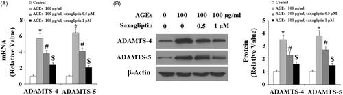 Figure 3. Saxagliptin inhibited expression of ADAMTS-4 and ADAMTS-5. Primary human chondrocytes were treated with 100 μg/ml AGEs in the presence or absence of 0.5 and 1 μM saxagliptin for 24 h. (A) mRNA expression of ADAMTS-4 and ADAMTS-5 determined by real-time PCR; (B) Protein expression of ADAMTS-4 and ADAMTS-5 determined by western blot analysis (*, #, $, p < .01 vs. previous column group).