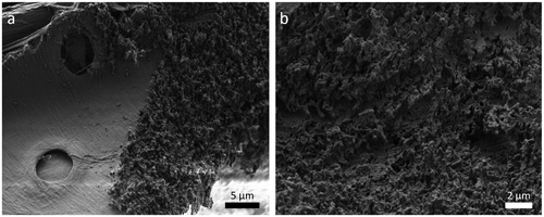 Figure 5. SEM micrographs of a femtosecond laser-processed surface on a LT-section. (a) Next to the laser kerf, the intact S3 layer with pits is visible; (b) larger magnification of the laser incised surface.